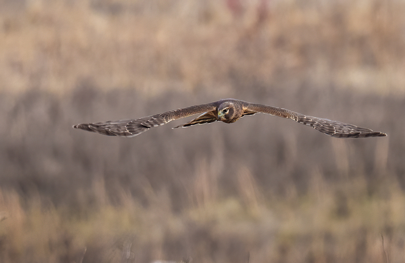 Northern Harrier - Female 2446.jpg :: Northern Harrier - female (Circus cyaneus) Hopewell Township Recreation Area, York County, Pennsylvania