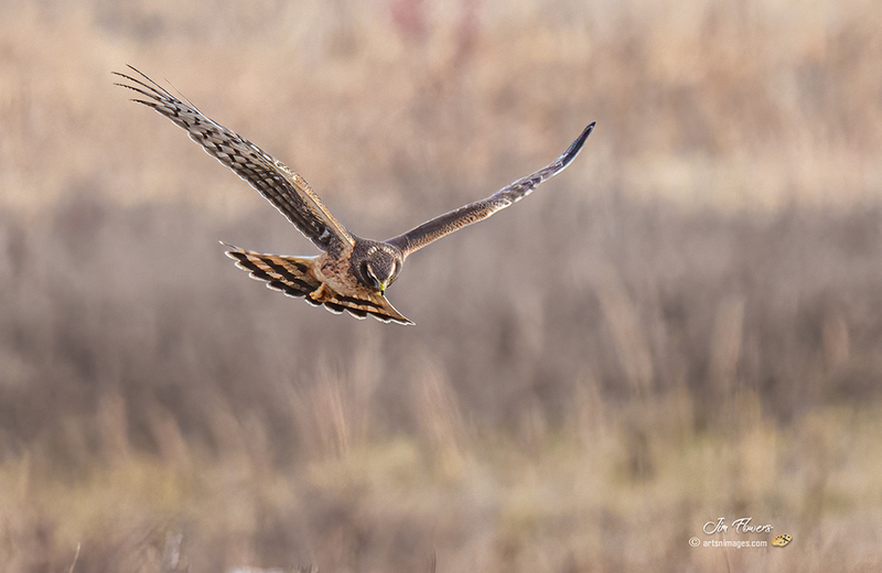 Northern Harrier - Female 2447.jpg :: Northern Harrier - female (Circus cyaneus) Hopewell Township Recreation Area, York County, Pennsylvania