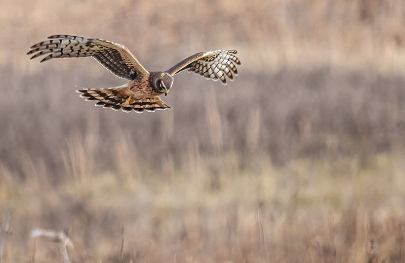 Northern Harrier - Female 2450.jpg :: Northern Harrier - female (Circus cyaneus) Hopewell Township Recreation Area, York County, Pennsylvania