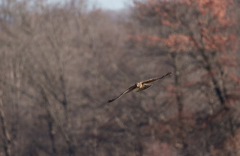 Northern Harrier - Female 2451(1).jpg :: Northern Harrier - female (Circus cyaneus) Hopewell Township Recreation Area, York County, Pennsylvania