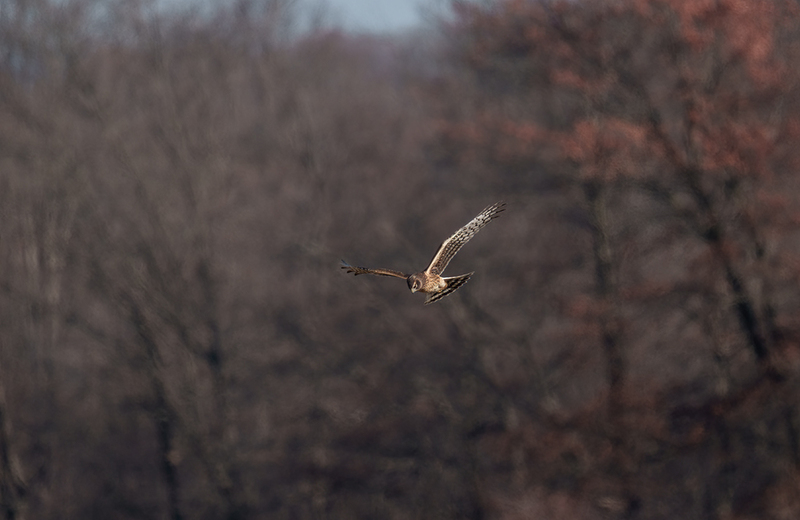 Northern Harrier - Female 2452(1).jpg :: Northern Harrier - female (Circus cyaneus) Hopewell Township Recreation Area, York County, Pennsylvania