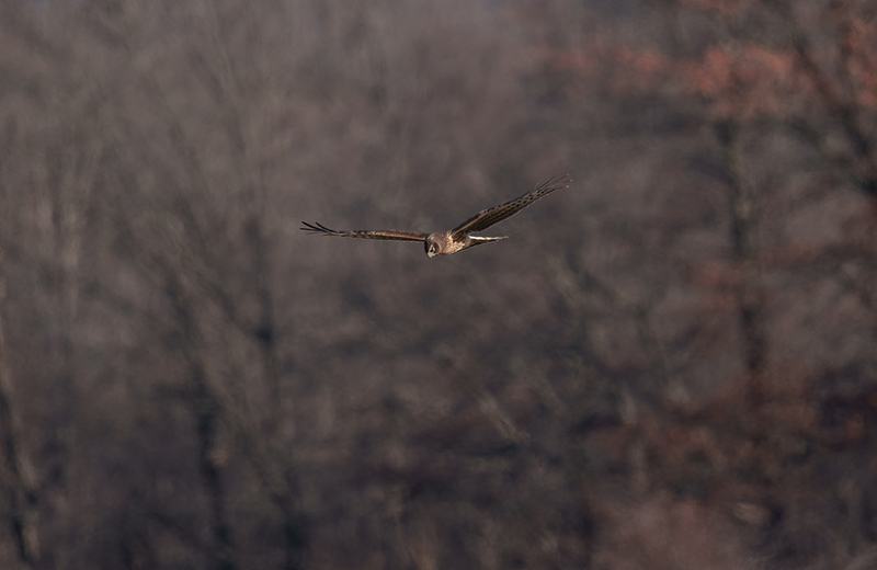 Northern Harrier - Female 2453(1).jpg :: Northern Harrier - female (Circus cyaneus) Hopewell Township Recreation Area, York County, Pennsylvania