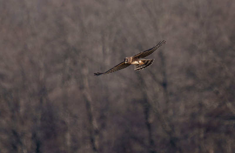 Northern Harrier - Female 2454.jpg :: Northern Harrier - female (Circus cyaneus) Hopewell Township Recreation Area, York County, Pennsylvania