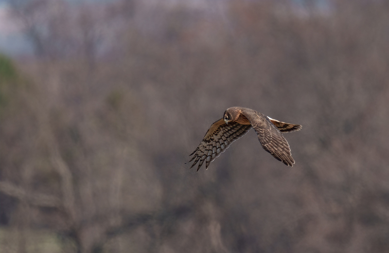 Northern Harrier - Female 2455.jpg :: Northern Harrier - female (Circus cyaneus) Hopewell Township Recreation Area, York County, Pennsylvania
