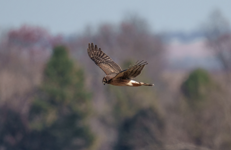 Northern Harrier - Female 2456.jpg :: Northern Harrier - female (Circus cyaneus) Hopewell Township Recreation Area, York County, Pennsylvania
