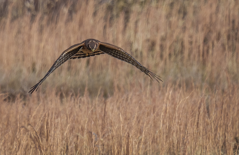 Northern Harrier - Female 2457.jpg :: Northern Harrier - female (Circus cyaneus) Hopewell Township Recreation Area, York County, Pennsylvania