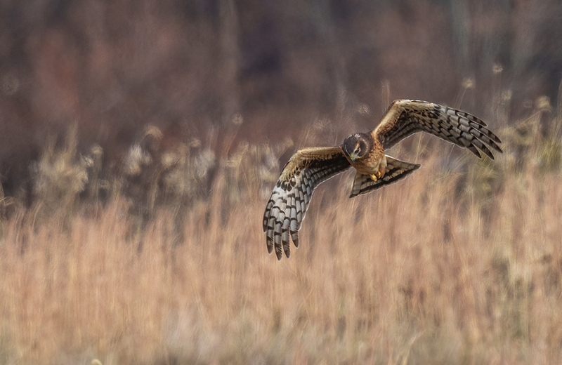Northern Harrier - Female 2458.jpg :: Northern Harrier - female (Circus cyaneus) Hopewell Township Recreation Area, York County, Pennsylvania