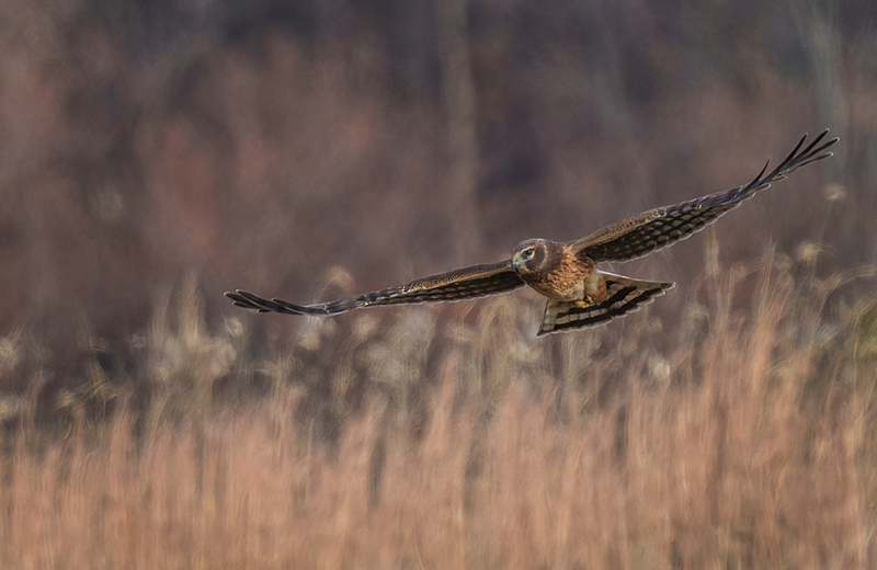 Northern Harrier - Female 2459(1).jpg :: Northern Harrier - female (Circus cyaneus) Hopewell Township Recreation Area, York County, Pennsylvania