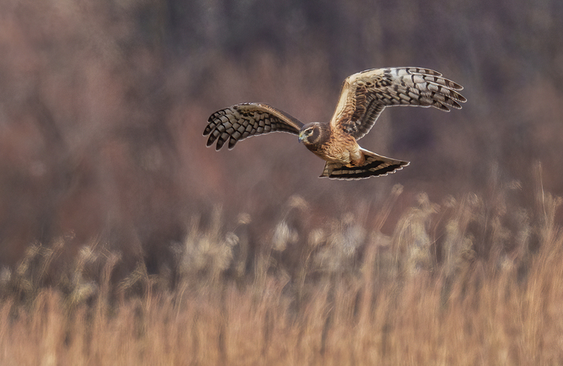 Northern Harrier - Female 2460(1).jpg :: Northern Harrier - female (Circus cyaneus) Hopewell Township Recreation Area, York County, Pennsylvania