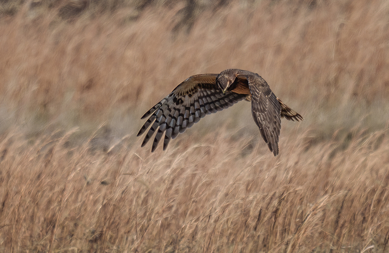 Northern Harrier - Female 2461.jpg :: Northern Harrier - female (Circus cyaneus) Hopewell Township Recreation Area, York County, Pennsylvania
