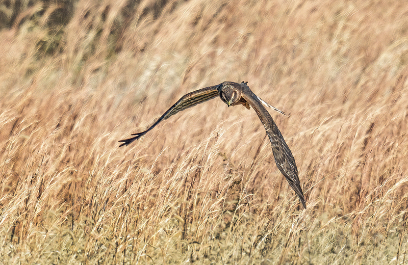 Northern Harrier - Female 2463.jpg :: Northern Harrier - female (Circus cyaneus) Hopewell Township Recreation Area, York County, Pennsylvania