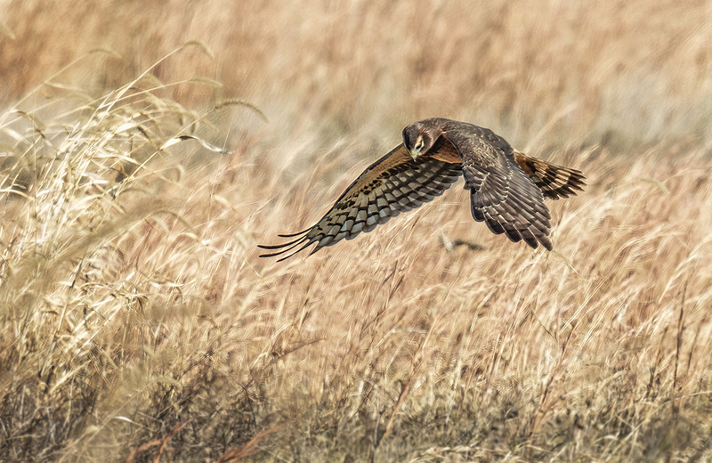 Northern Harrier - Female 2464.jpg :: Northern Harrier - female (Circus cyaneus) Hopewell Township Recreation Area, York County, Pennsylvania