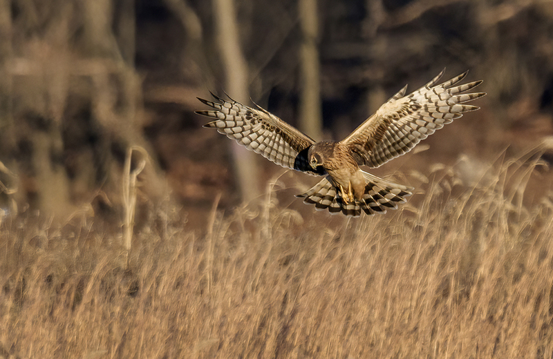 Northern Harrier - Female 2465.jpg :: Northern Harrier - female (Circus cyaneus) Hopewell Township Recreation Area, York County, Pennsylvania
