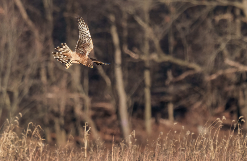 Northern Harrier - Female 2466.jpg :: Northern Harrier - female (Circus cyaneus) Hopewell Township Recreation Area, York County, Pennsylvania