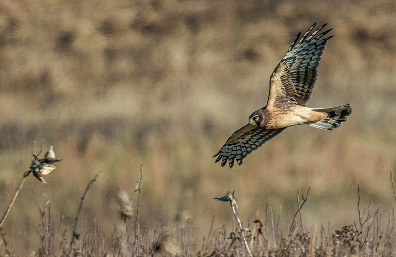 Northern Harrier - Female 2480.jpg :: Northern Harrier - female (Circus cyaneus) Hopewell Township Recreation Area, York County, Pennsylvania