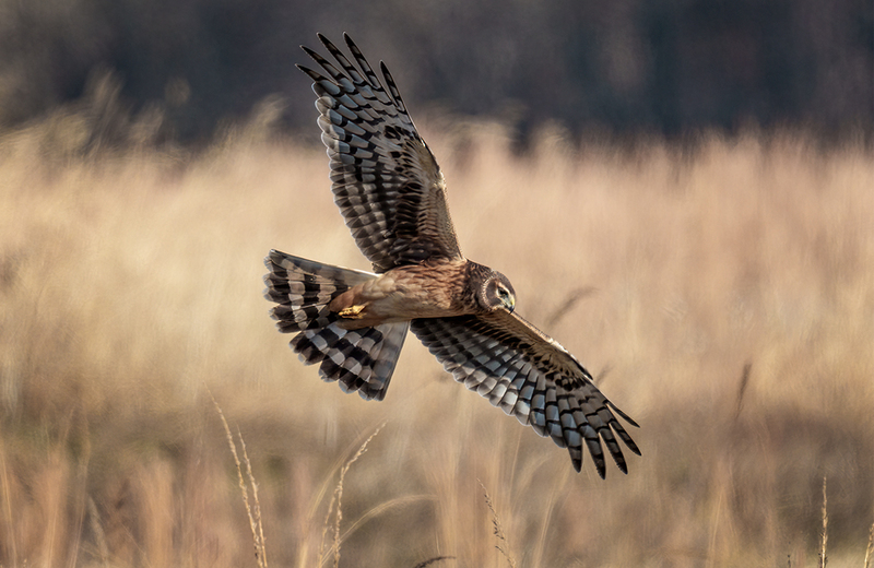 Northern Harrier - Female 2481.jpg :: Northern Harrier - female (Circus cyaneus) Hopewell Township Recreation Area, York County, Pennsylvania