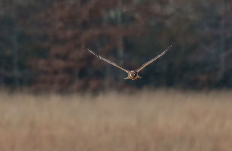 Northern Harrier - Female 2501.jpg :: Northern Harrier - female (Circus cyaneus) Adams County, Pennsylvania