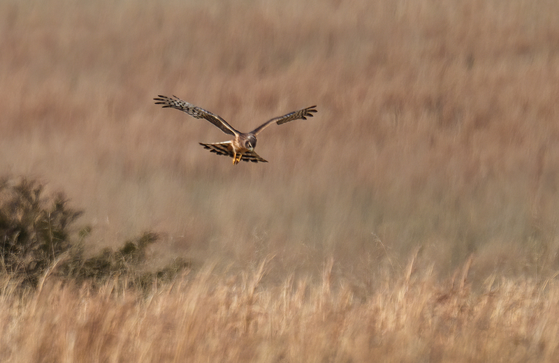 Northern Harrier - Female 2502.jpg :: Northern Harrier - female (Circus cyaneus) Adams County, Pennsylvania