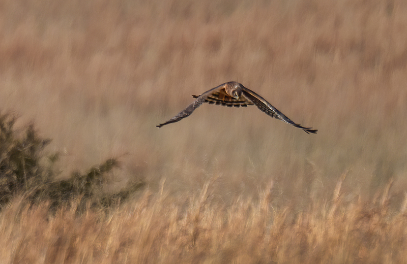 Northern Harrier - Female 2503.jpg :: Northern Harrier - female (Circus cyaneus) Adams County, Pennsylvania