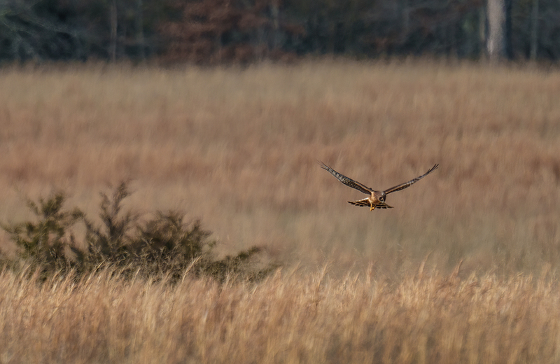 Northern Harrier - Female 2504.jpg :: Northern Harrier - female (Circus cyaneus) Adams County, Pennsylvania