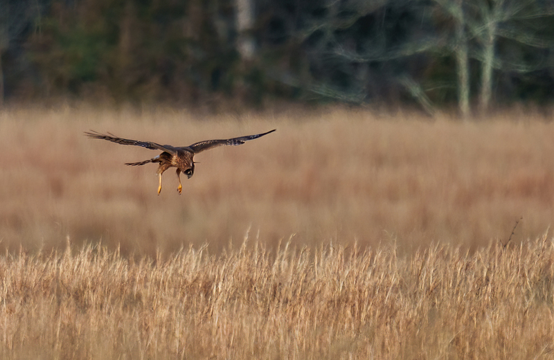 Northern Harrier - Female 2505.jpg :: Northern Harrier - female (Circus cyaneus) Adams County, Pennsylvania