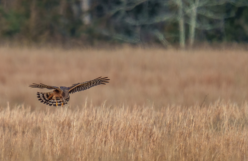 Northern Harrier - Female 2506.jpg :: Northern Harrier - female (Circus cyaneus) Adams County, Pennsylvania