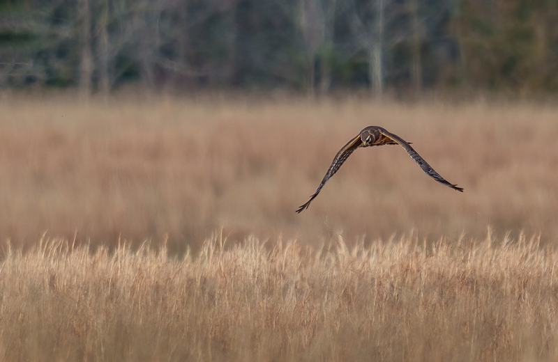 Northern Harrier - Female 2507.jpg :: Northern Harrier - female (Circus cyaneus) Adams County, Pennsylvania