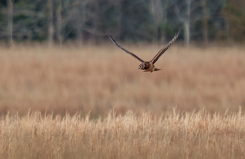Northern Harrier - Female 2508.jpg :: Northern Harrier - female (Circus cyaneus) Adams County, Pennsylvania