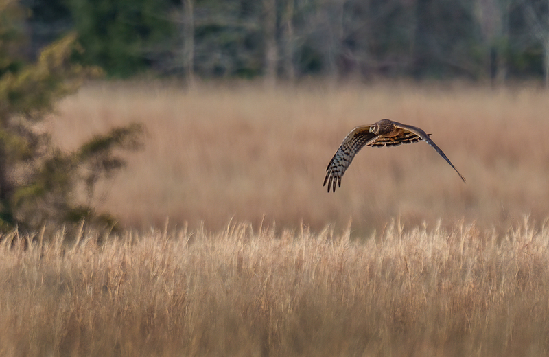 Northern Harrier - Female 2509.jpg :: Northern Harrier - female (Circus cyaneus) Adams County, Pennsylvania