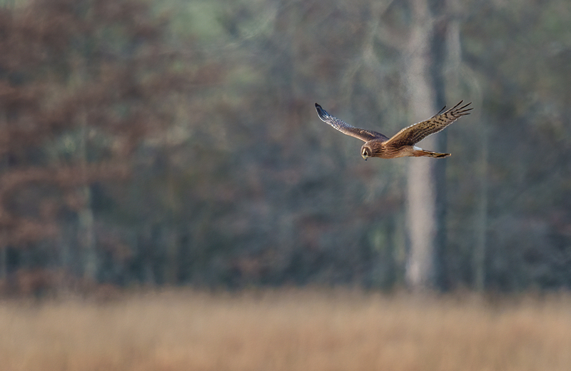 Northern Harrier - Female 2510.jpg :: Northern Harrier - female (Circus cyaneus) Adams County, Pennsylvania