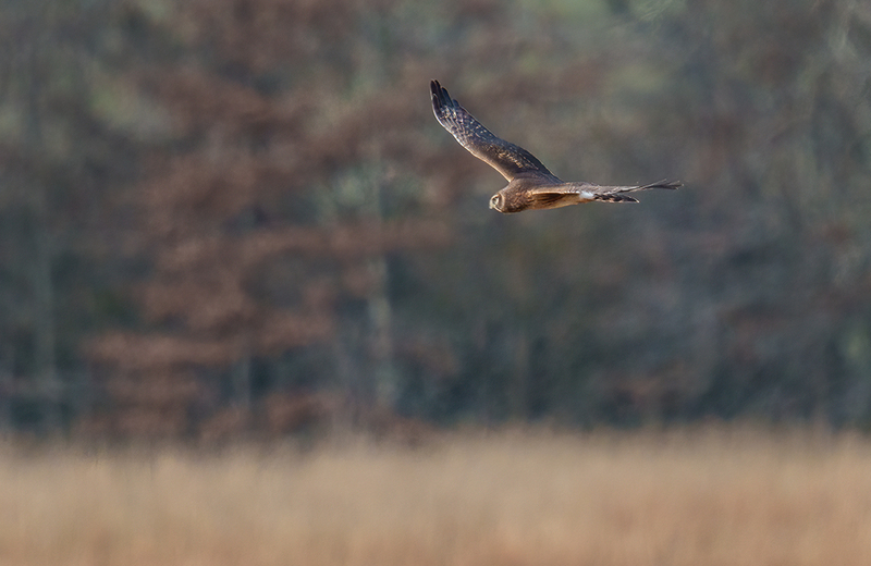 Northern Harrier - Female 2511.jpg :: Northern Harrier - female (Circus cyaneus) Adams County, Pennsylvania