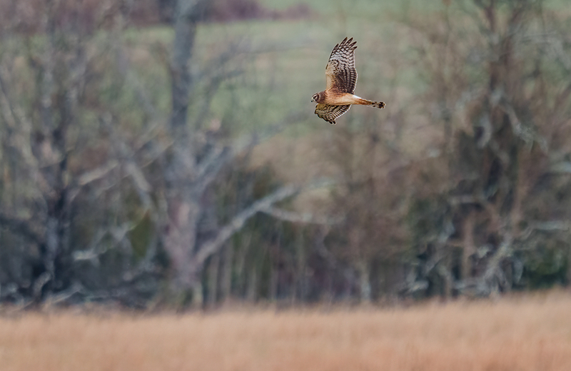 Northern Harrier - Female 2512(1).jpg :: Northern Harrier - female (Circus cyaneus) Adams County, Pennsylvania