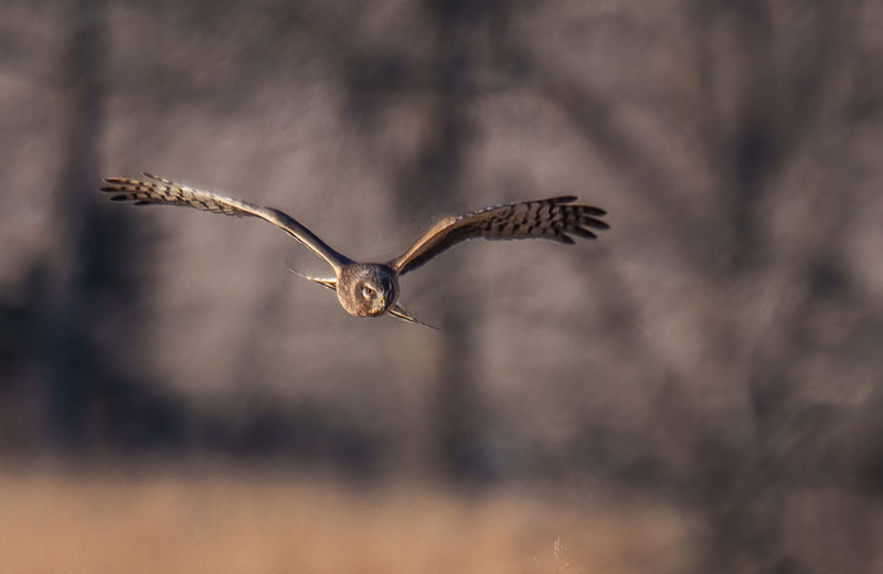 Northern Harrier - Female 2522(1).jpg :: Northern Harrier - female (Circus cyaneus) Adams County, Pennsylvania