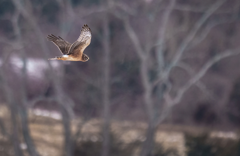 Northern Harrier - Female 2522.jpg :: Northern Harrier - female (Circus cyaneus) Adams County, Pennsylvania
