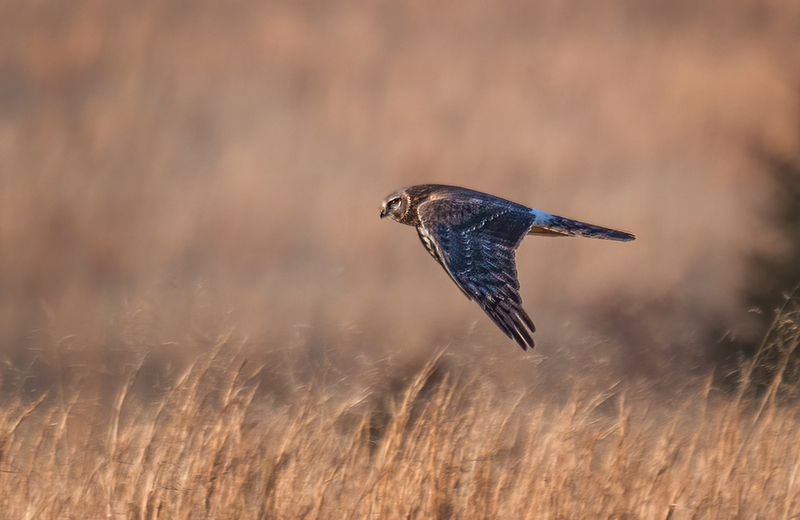 Northern Harrier - Female 2523.jpg :: Northern Harrier - female (Circus cyaneus) Adams County, Pennsylvania