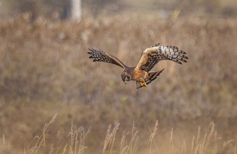 Northern Harrier - Female 2525.jpg :: Northern Harrier - female (Circus cyaneus) Adams County, Pennsylvania