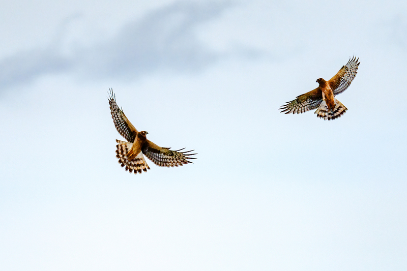 Northern Harrier - Females 2411.jpg :: Northern Harrier - female (Circus cyaneus) Hopewell Township Recreation Area, York County, Pennsylvania