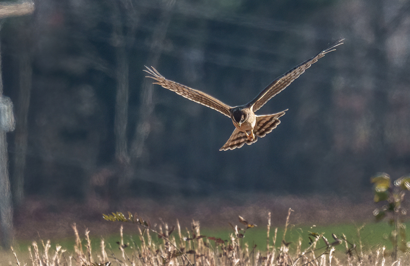 Northern Harrier - Females 2413.jpg :: Northern Harrier - female (Circus cyaneus) Hopewell Township Recreation Area, York County, Pennsylvania