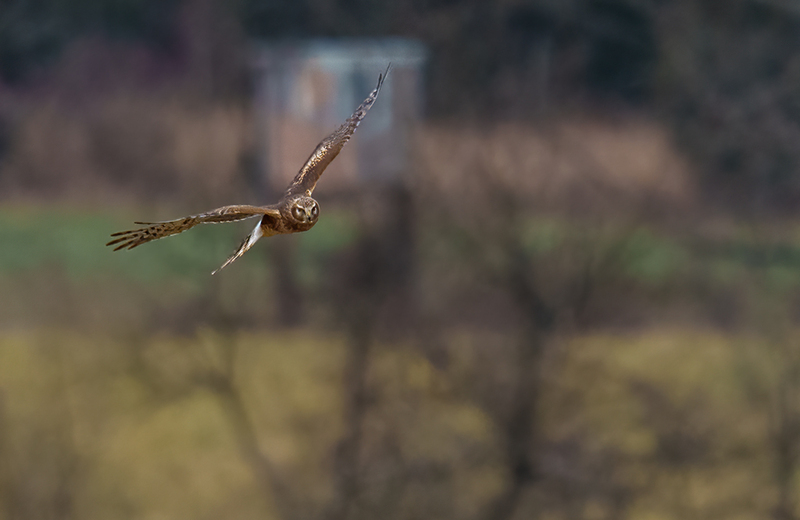 Northern Harrier - Juvenile Male 2513(1).jpg :: Northern Harrier - Juvenile Male (Circus cyaneus) Adams County, Pennsylvania