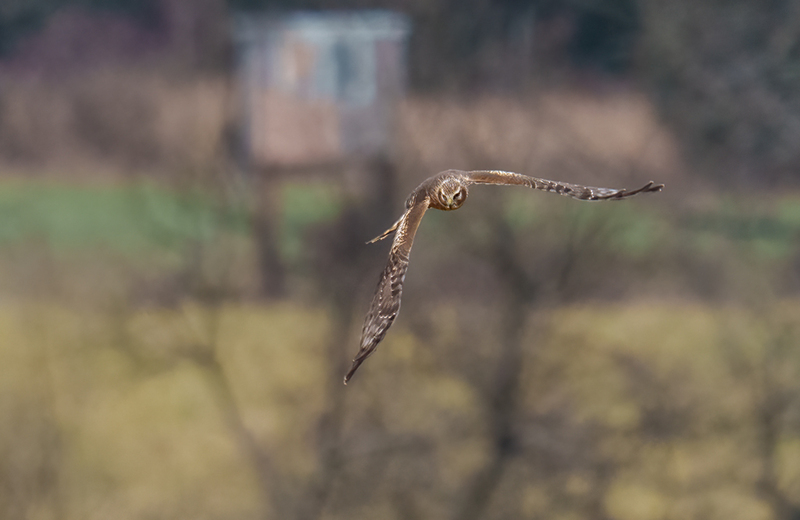Northern Harrier - Juvenile Male 2514(1).jpg :: Northern Harrier - Juvenile Male (Circus cyaneus) Adams County, Pennsylvania