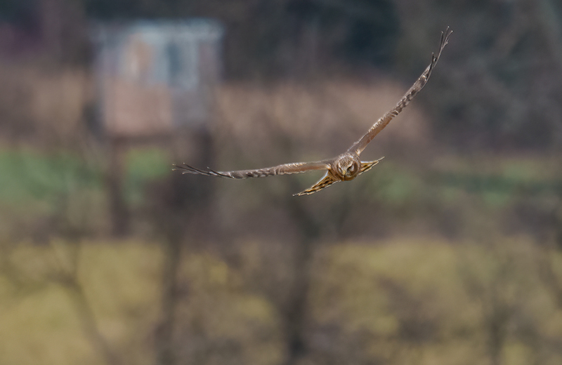 Northern Harrier - Juvenile Male 2515(1).jpg :: Northern Harrier - Juvenile Male (Circus cyaneus) Adams County, Pennsylvania