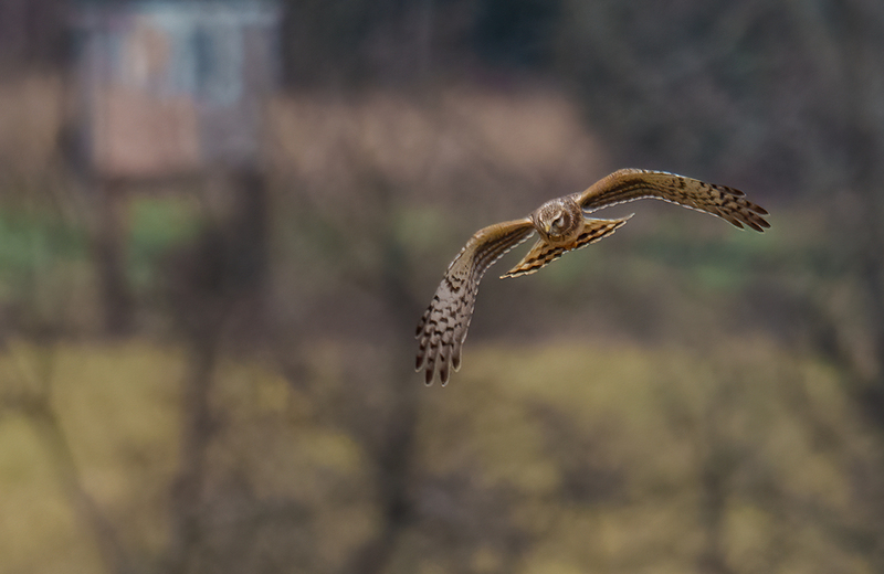 Northern Harrier - Juvenile Male 2516.jpg :: Northern Harrier - juvenile male (Circus cyaneus) Adams County, Pennsylvania
