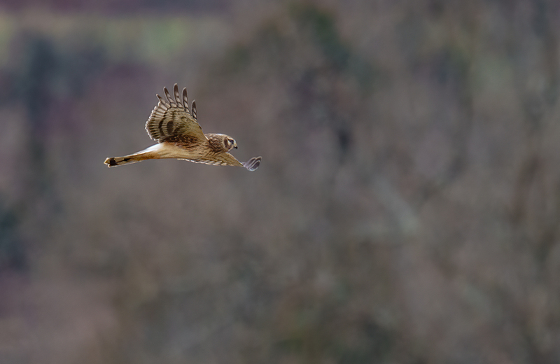 Northern Harrier - Juvenile Male 2517(1).jpg :: Northern Harrier - Juvenile Male (Circus cyaneus) Adams County, Pennsylvania