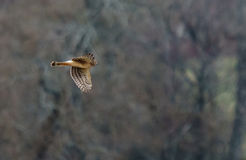 Northern Harrier - Juvenile Male 2518(1).jpg :: Northern Harrier - Juvenile Male (Circus cyaneus) Adams County, Pennsylvania