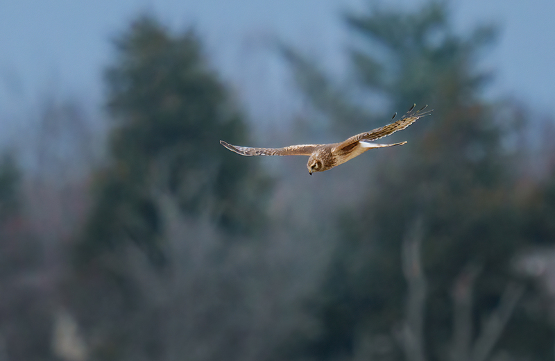 Northern Harrier - Juvenile Male 2519(1).jpg :: Northern Harrier - Juvenile Male (Circus cyaneus) Adams County, Pennsylvania
