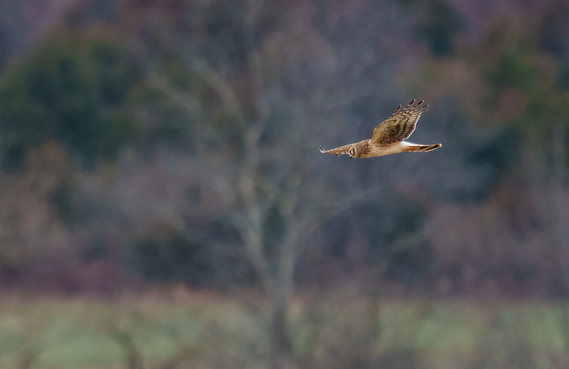 Northern Harrier - Juvenile Male 2520(1).jpg :: Northern Harrier - Juvenile Male (Circus cyaneus) Adams County, Pennsylvania