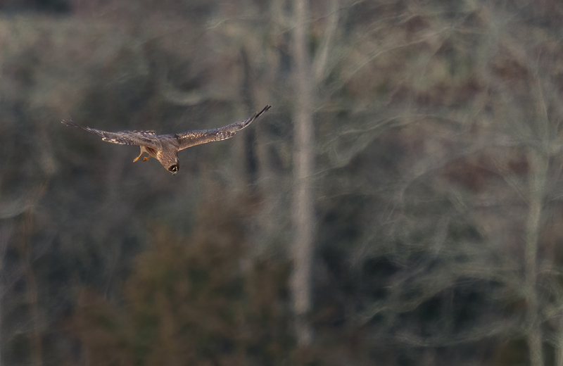 Northern Harrier - Juvenile Male 2521(1).jpg :: Northern Harrier - Juvenile Male (Circus cyaneus) Adams County, Pennsylvania
