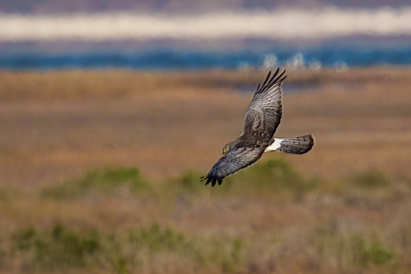 Northern Harrier -Male 2401.jpg :: Northern Harrier - adult male (Circus cyaneus) Galveston County, Texas
