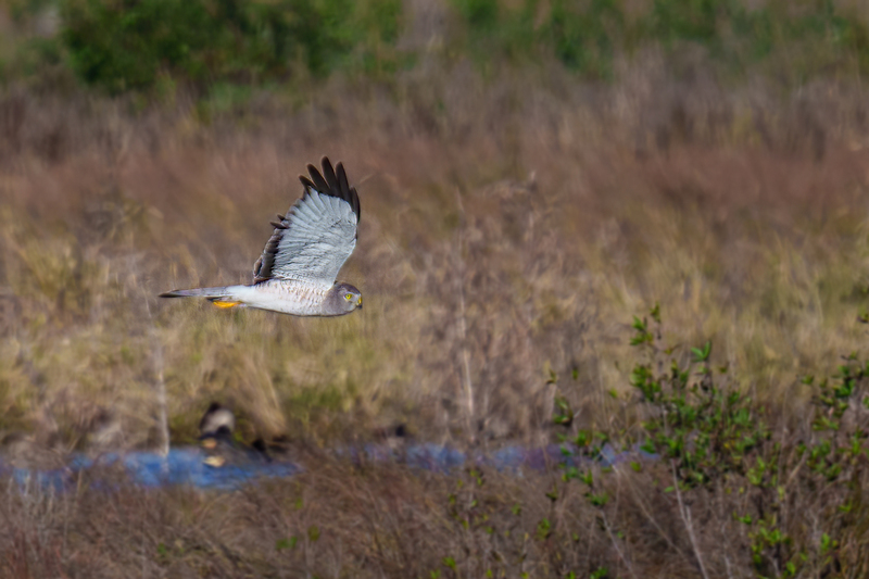 Northern Harrier -Male 2402.jpg :: Northern Harrier - adult male (Circus cyaneus) Galveston County, Texas