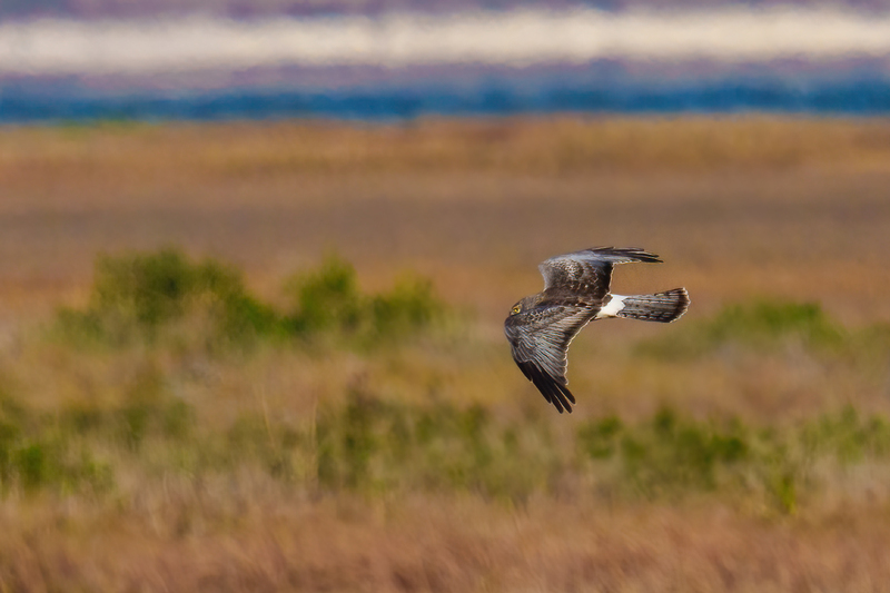 Northern Harrier -Male 2403.jpg :: Northern Harrier - adult male (Circus cyaneus) Galveston County, Texas
